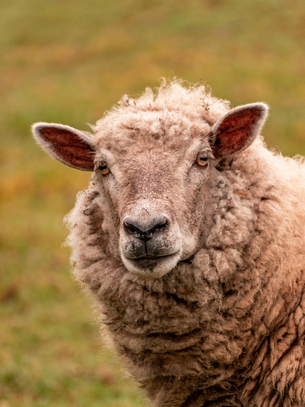 Merino Wool Collection